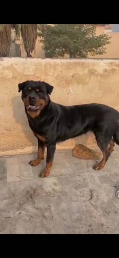 Rottweiller female