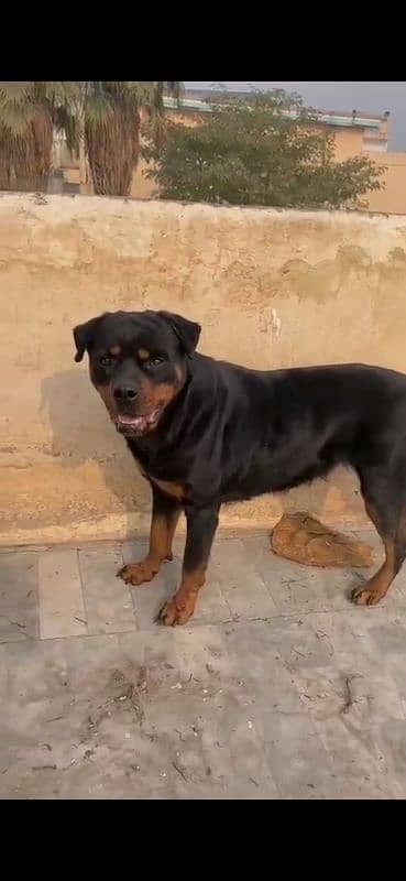 Rottweiller female 1