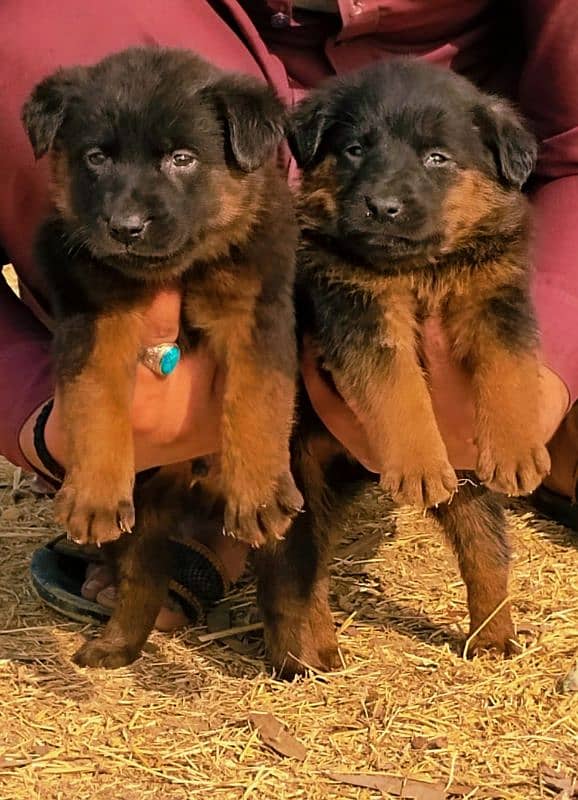 German Shepherd double coat male female Jodi for sale 0