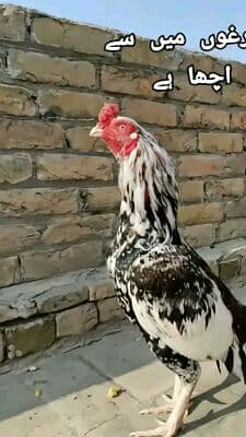 Raja G