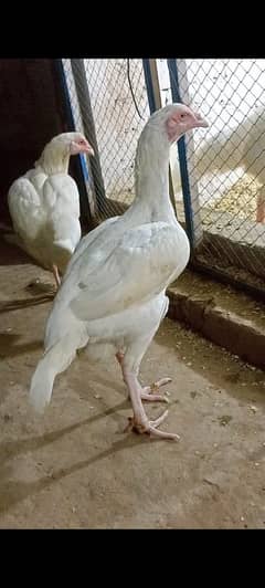 Aseel|paper white heera aseel hen |Chena aseel murgha |heera chicks