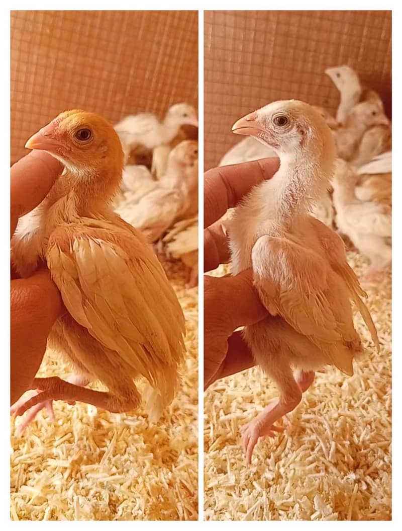 Aseel|paper white heera aseel hen |Chena aseel murgha |heera chicks 1