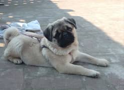 top and best quality pug dog for sale