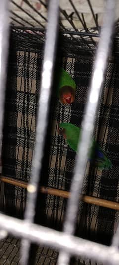 lovebird