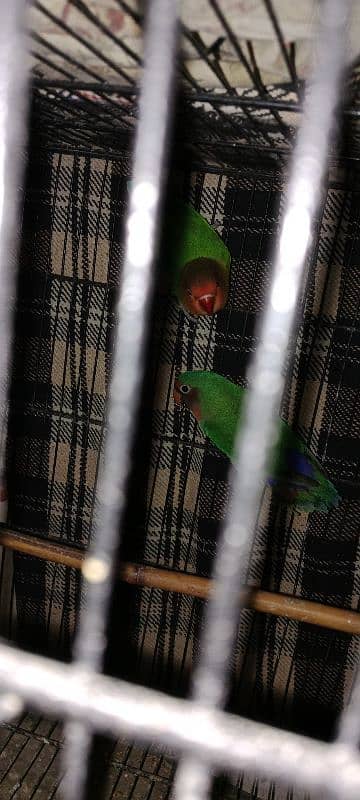 lovebird 0