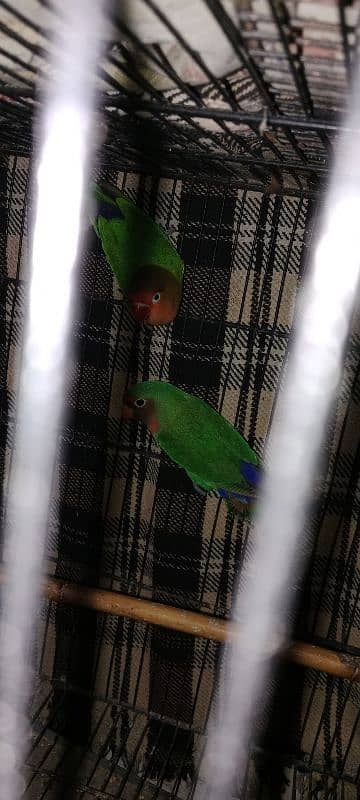 lovebird 1