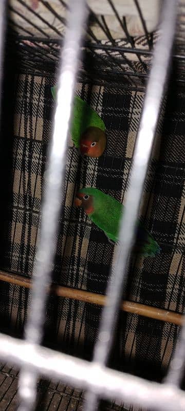 lovebird 2