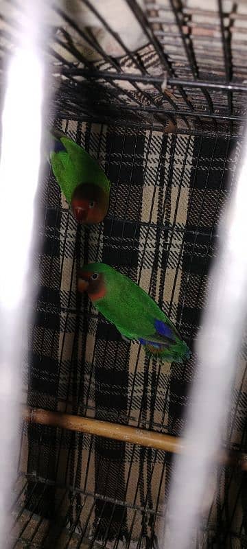 lovebird 3