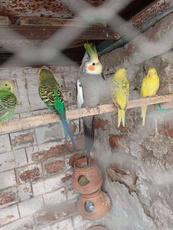 Australion parrots for sale. + 1 cocktail male for exchange 0