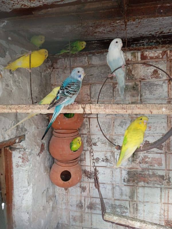 Australion parrots for sale. + 1 cocktail male for exchange 1