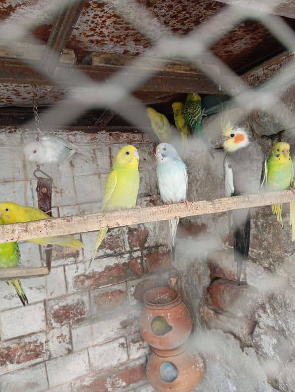 Australion parrots for sale. + 1 cocktail male for exchange 3