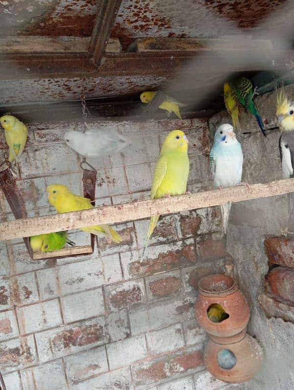 Australion parrots for sale. + 1 cocktail male for exchange 5