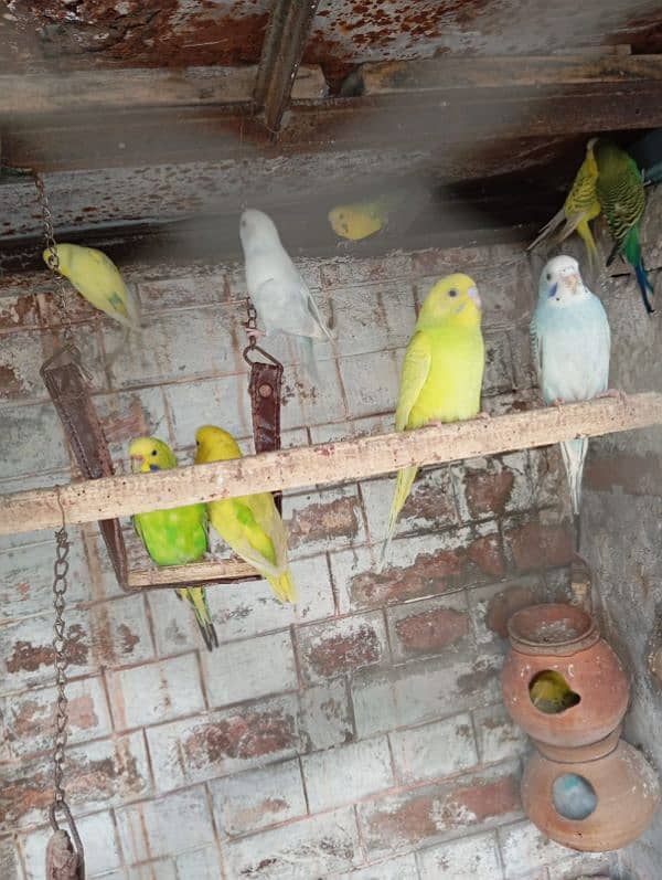 Australion parrots for sale. + 1 cocktail male for exchange 6