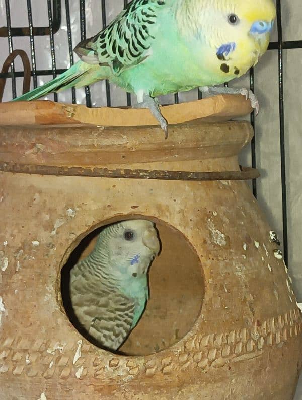 Budgies pair for sale 0