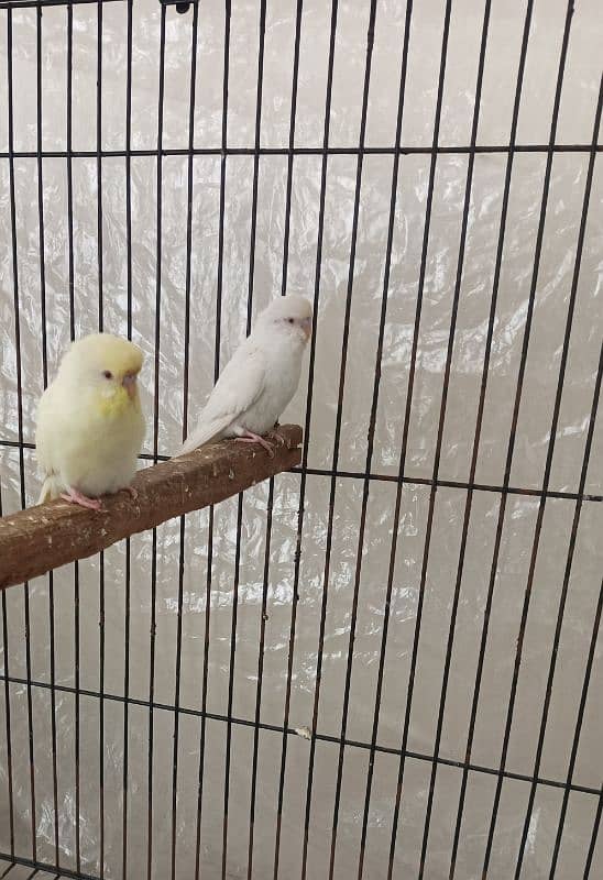 Budgies pair for sale 2