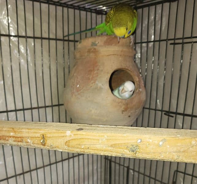 Budgies pair for sale 3