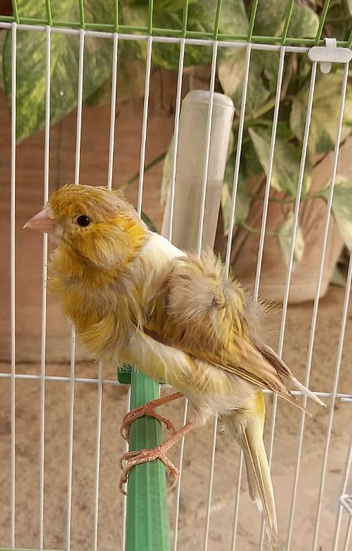 super singing canaries males for sale 0