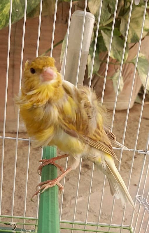 super singing canaries males for sale 1