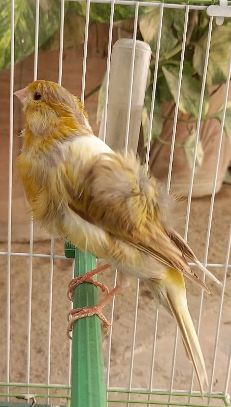 super singing canaries males for sale 2