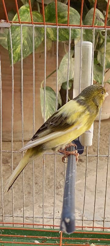 super singing canaries males for sale 3