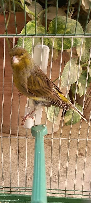 super singing canaries males for sale 4