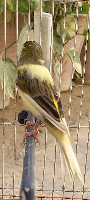 super singing canaries males for sale 5