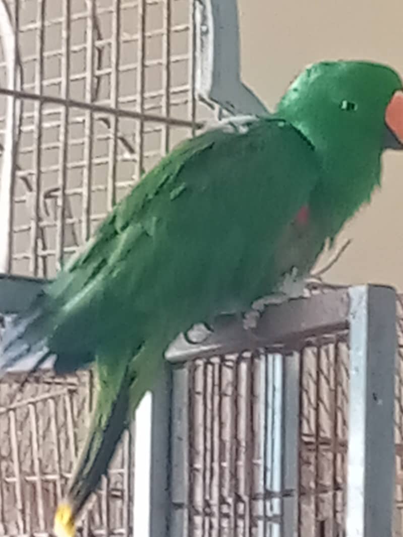 Grand Electus male parrot Hand tamed breeder 0