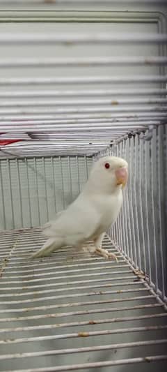 comercial love birds full setup for sale all pair breedr