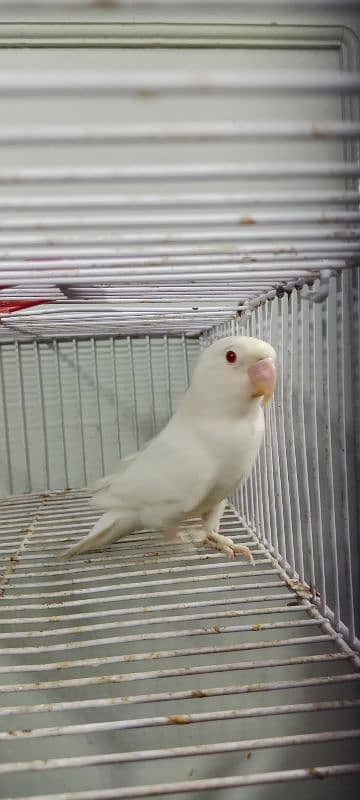 comercial love birds full setup for sale all pair breedr 0