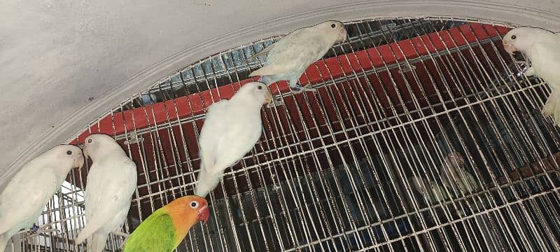 comercial love birds full setup for sale all pair breedr 1