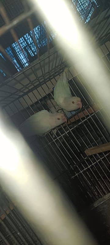 comercial love birds full setup for sale all pair breedr 4