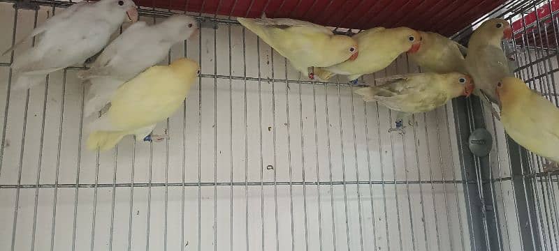 comercial love birds full setup for sale all pair breedr 5