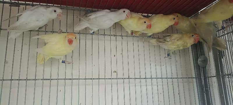 comercial love birds full setup for sale all pair breedr 6