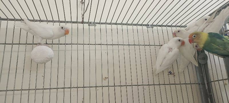 comercial love birds full setup for sale all pair breedr 7