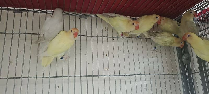 comercial love birds full setup for sale all pair breedr 8