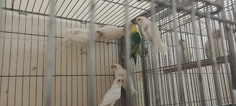 comercial love birds full setup for sale all pair breedr 9