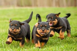 Rottweiler puppies available looking for a new home