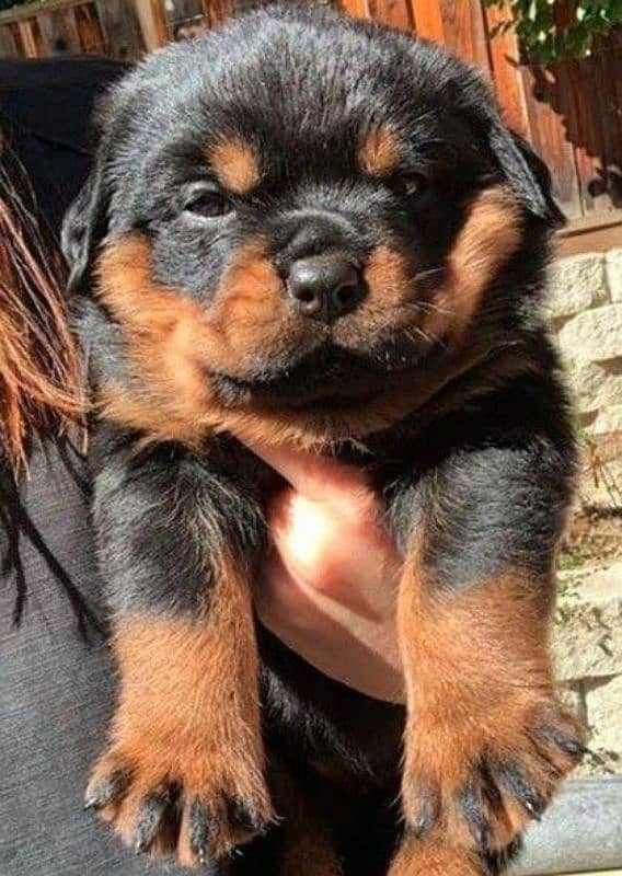 Rottweiler puppies available looking for a new home 1