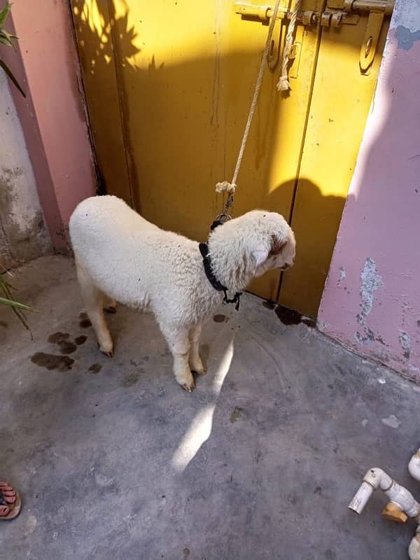 sheep for sale 0