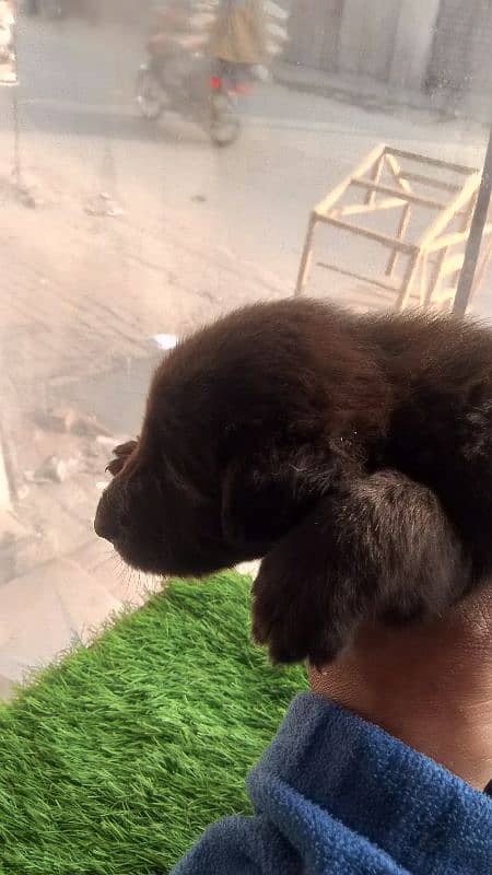 german puppy for sale 3