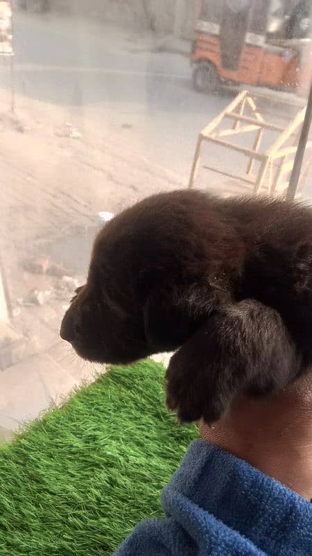 german puppy for sale 4