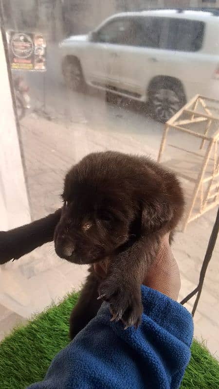 german puppy for sale 5