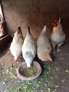 1600 × 4 = 6400    3females +1male  = 4 desi misri hens andon wali