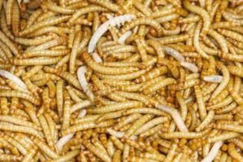 dried larva for chicks and hens 0