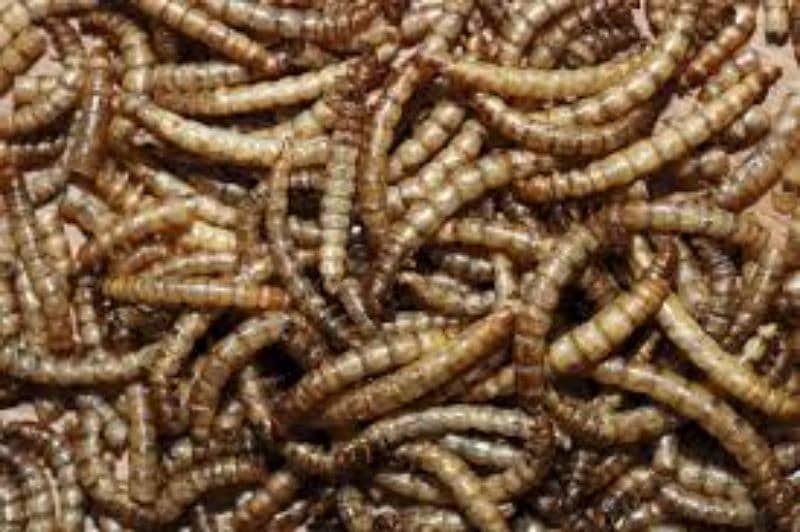 dried larva for chicks and hens 1