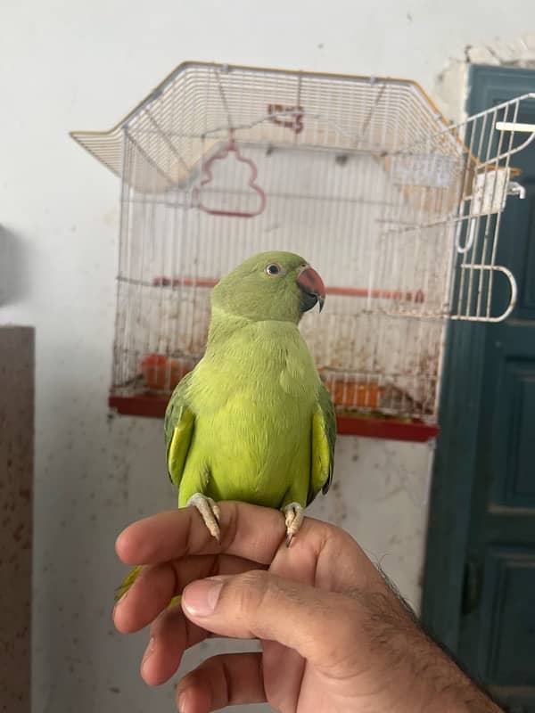 female parrot and cage both 0