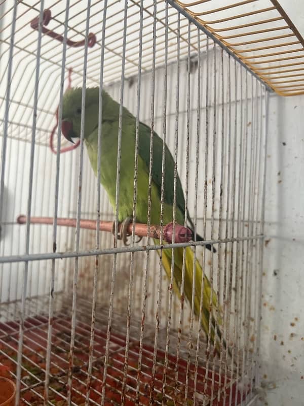 female parrot and cage both 1