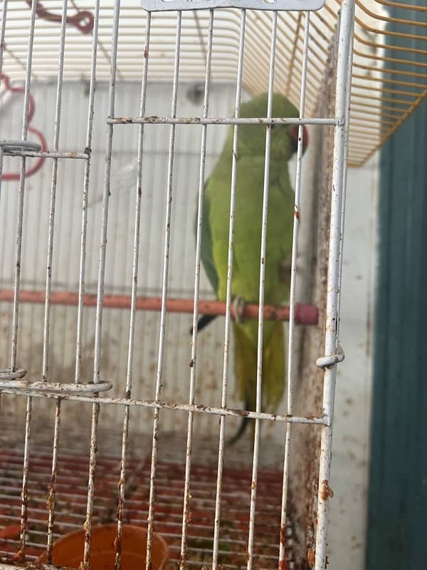 female parrot and cage both 2