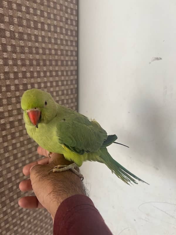 female parrot and cage both 3