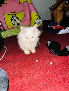 quality Persian panch face cate & kittan male female both available h